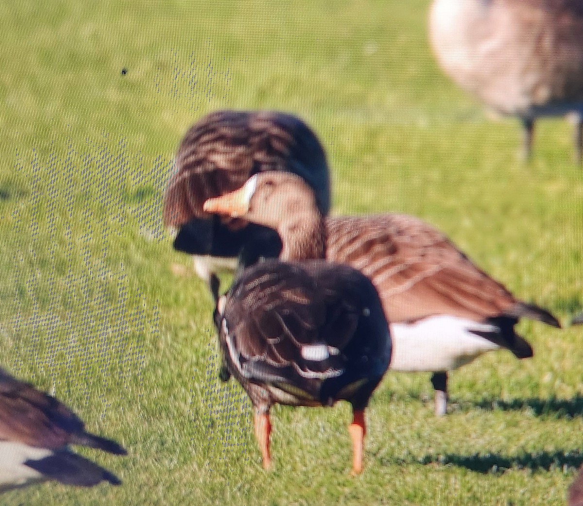 Greater White-fronted Goose - ML610894557