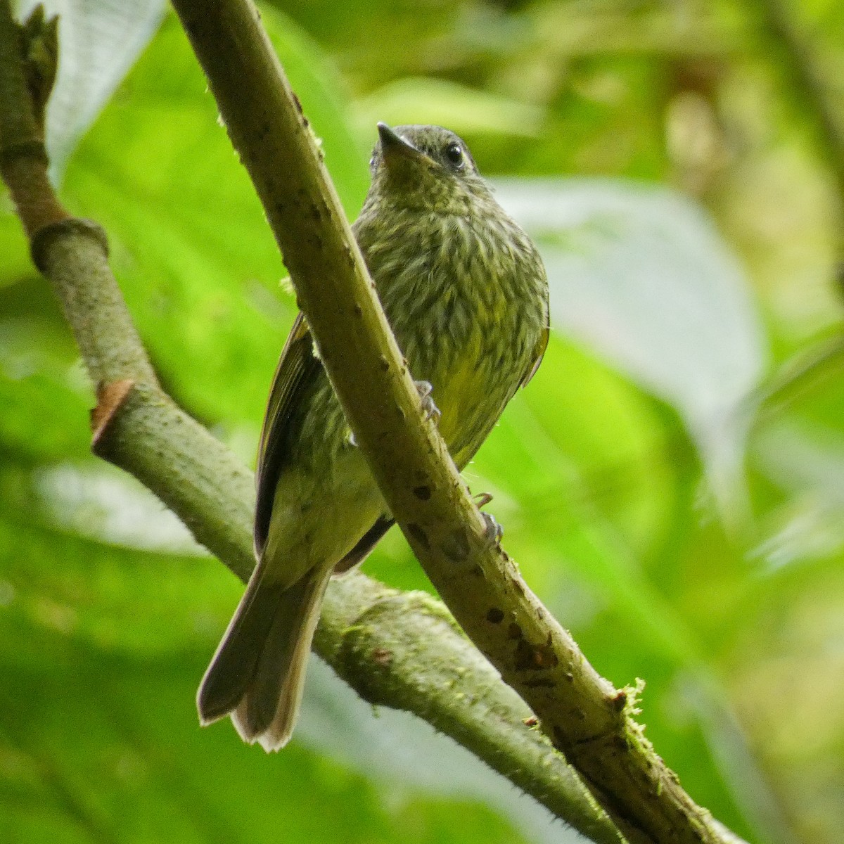 Olive-striped Flycatcher - ML610894595