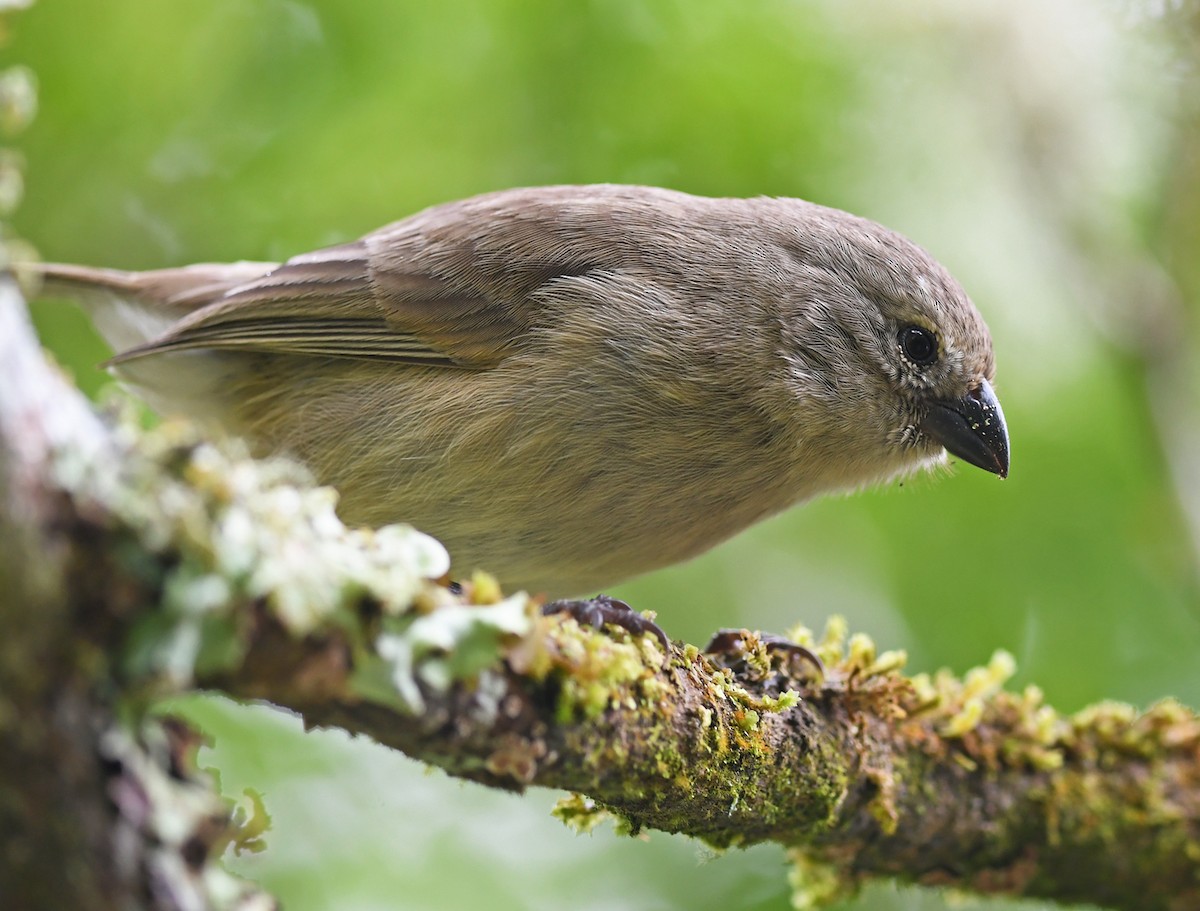 ML610894703 - Small Tree-Finch - Macaulay Library