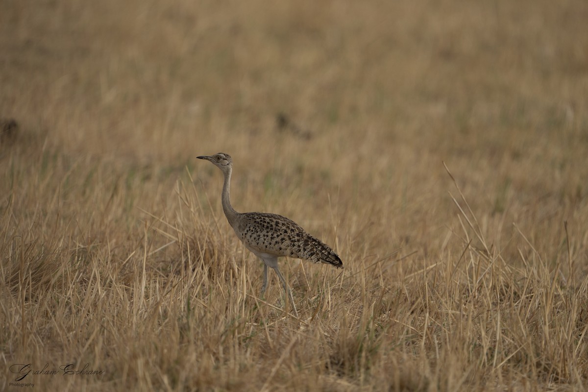 Black-bellied Bustard - ML610894707