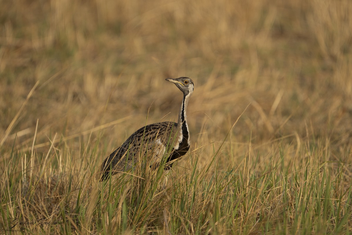 Black-bellied Bustard - ML610894708