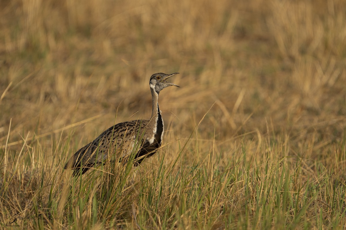 Black-bellied Bustard - ML610894709