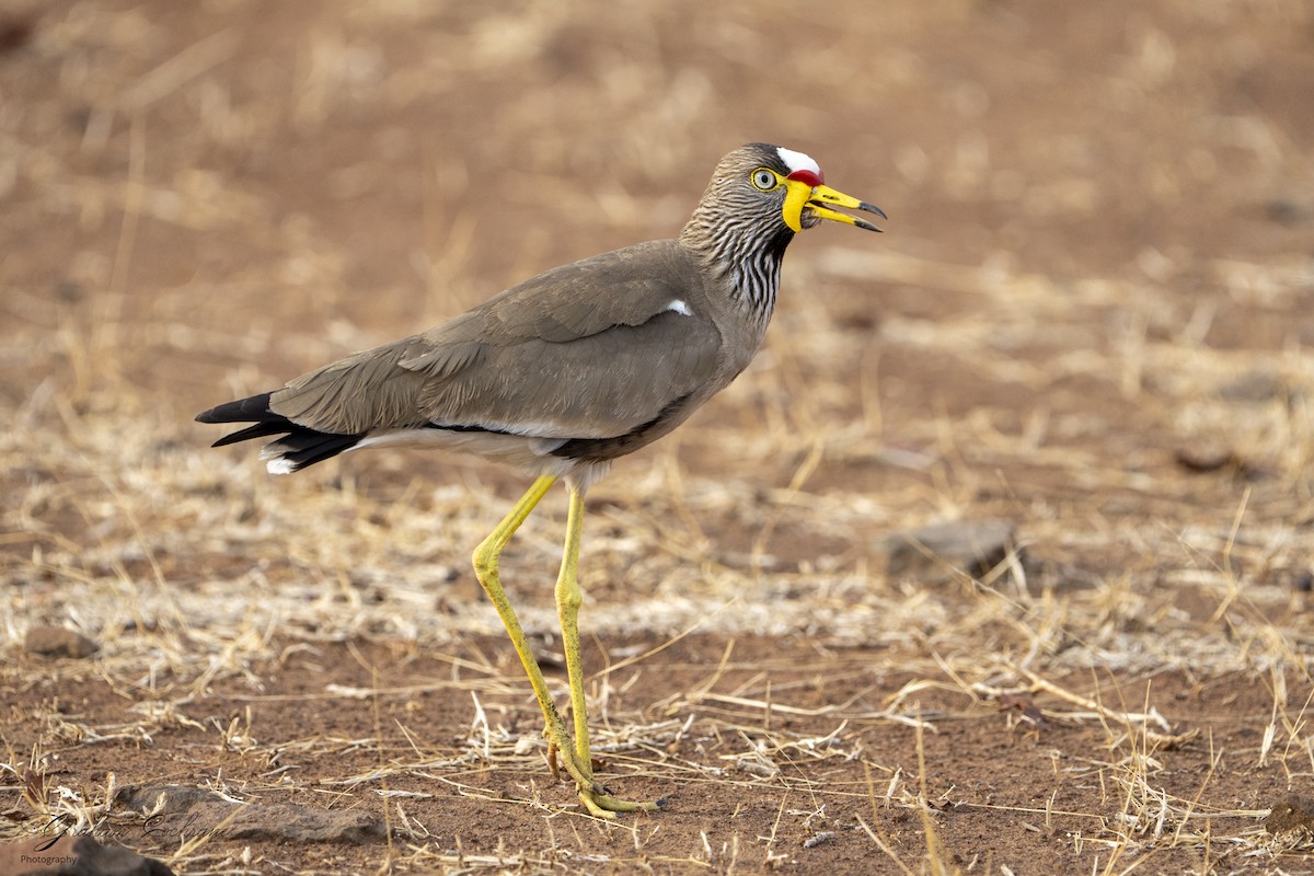 Wattled Lapwing - ML610894717