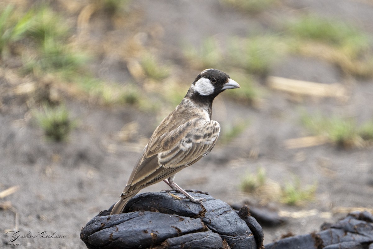 Gray-backed Sparrow-Lark - ML610894720