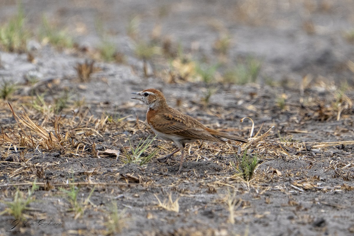 Red-capped Lark - graham cochrane