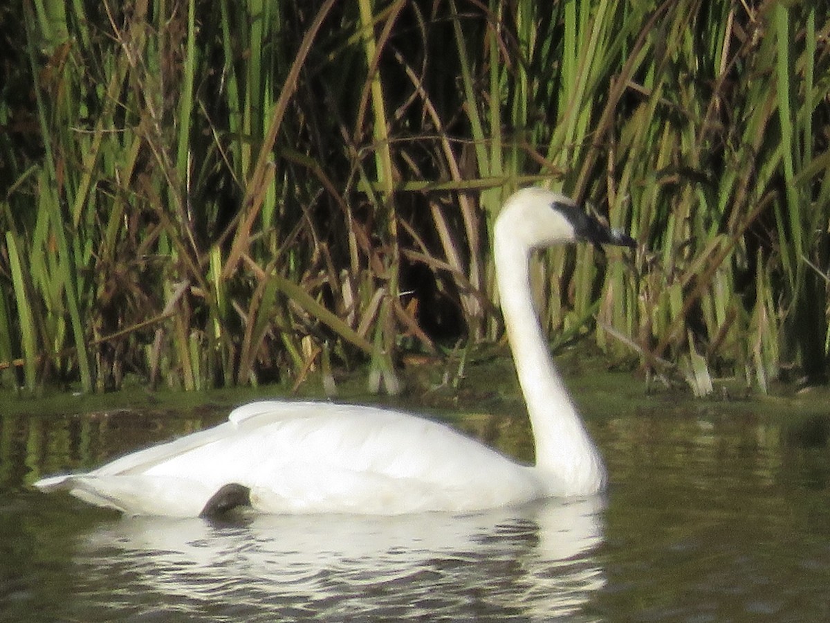 Trumpeter Swan - ML610894837