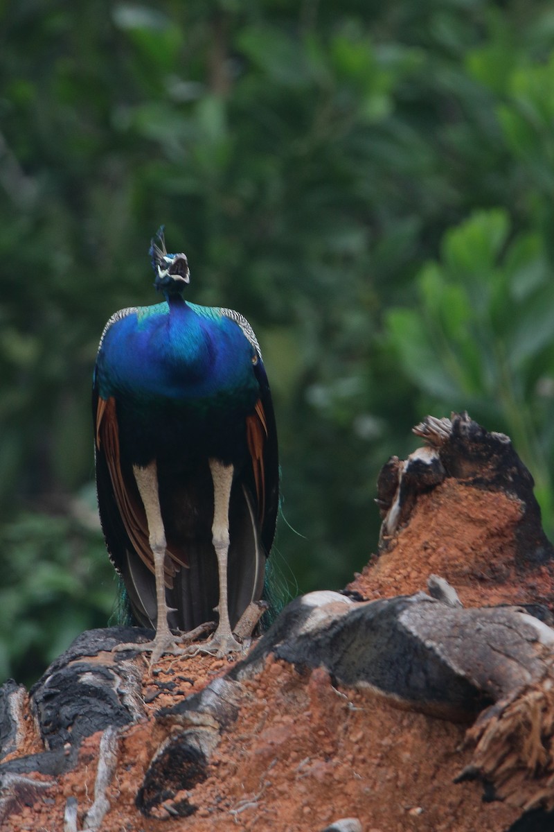 Indian Peafowl - ML610894910