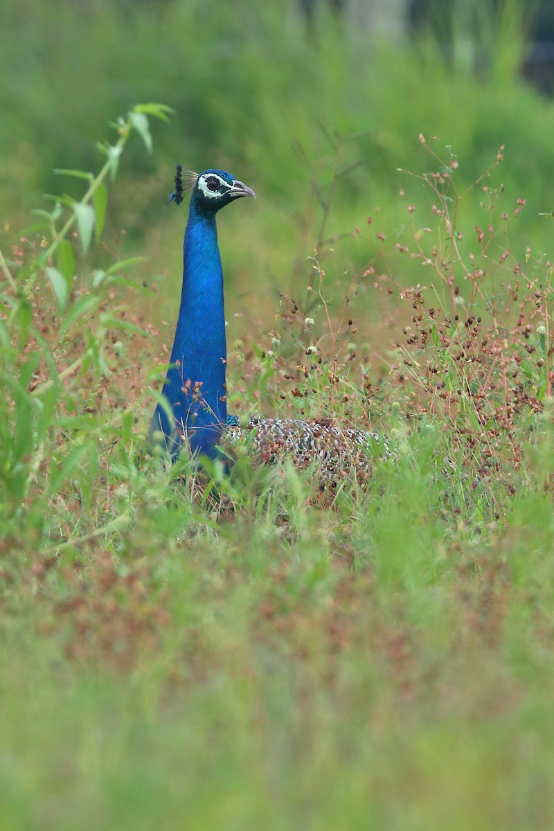 Indian Peafowl - ML610894912