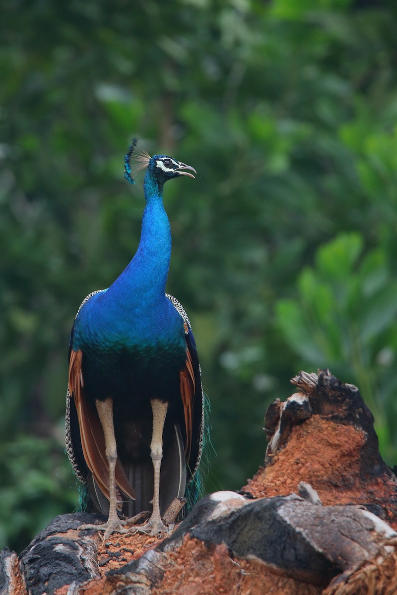 Indian Peafowl - Harshith JV