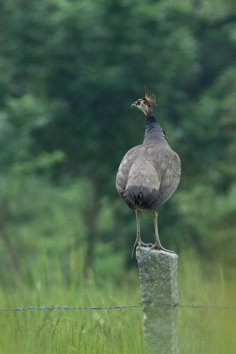 Indian Peafowl - ML610894914