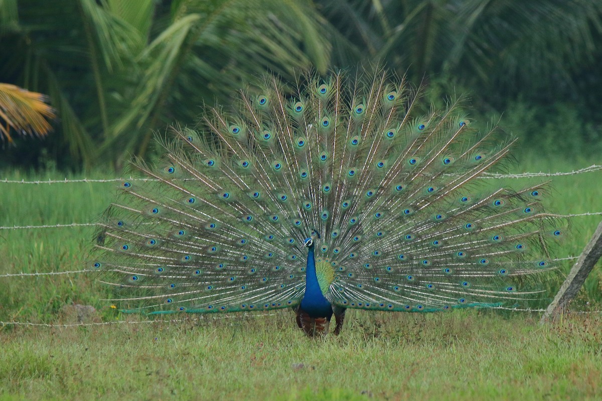 Indian Peafowl - ML610894915