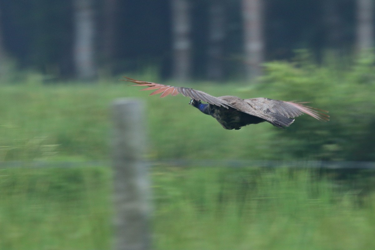 Indian Peafowl - ML610894949