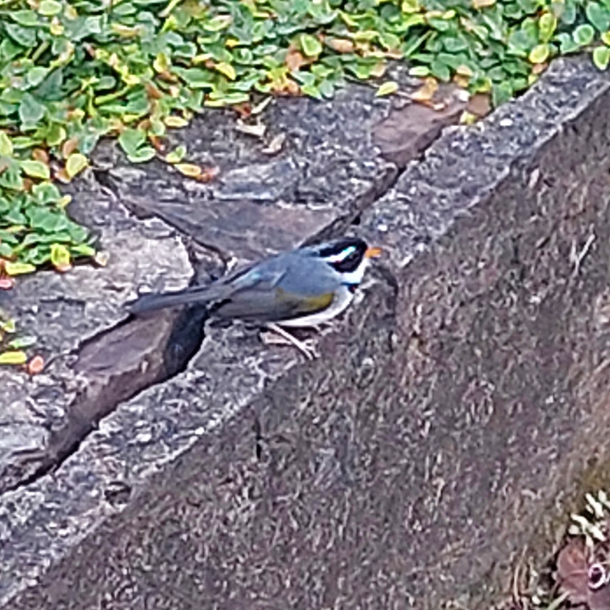 Saffron-billed Sparrow (Gray-backed) - ML610894959