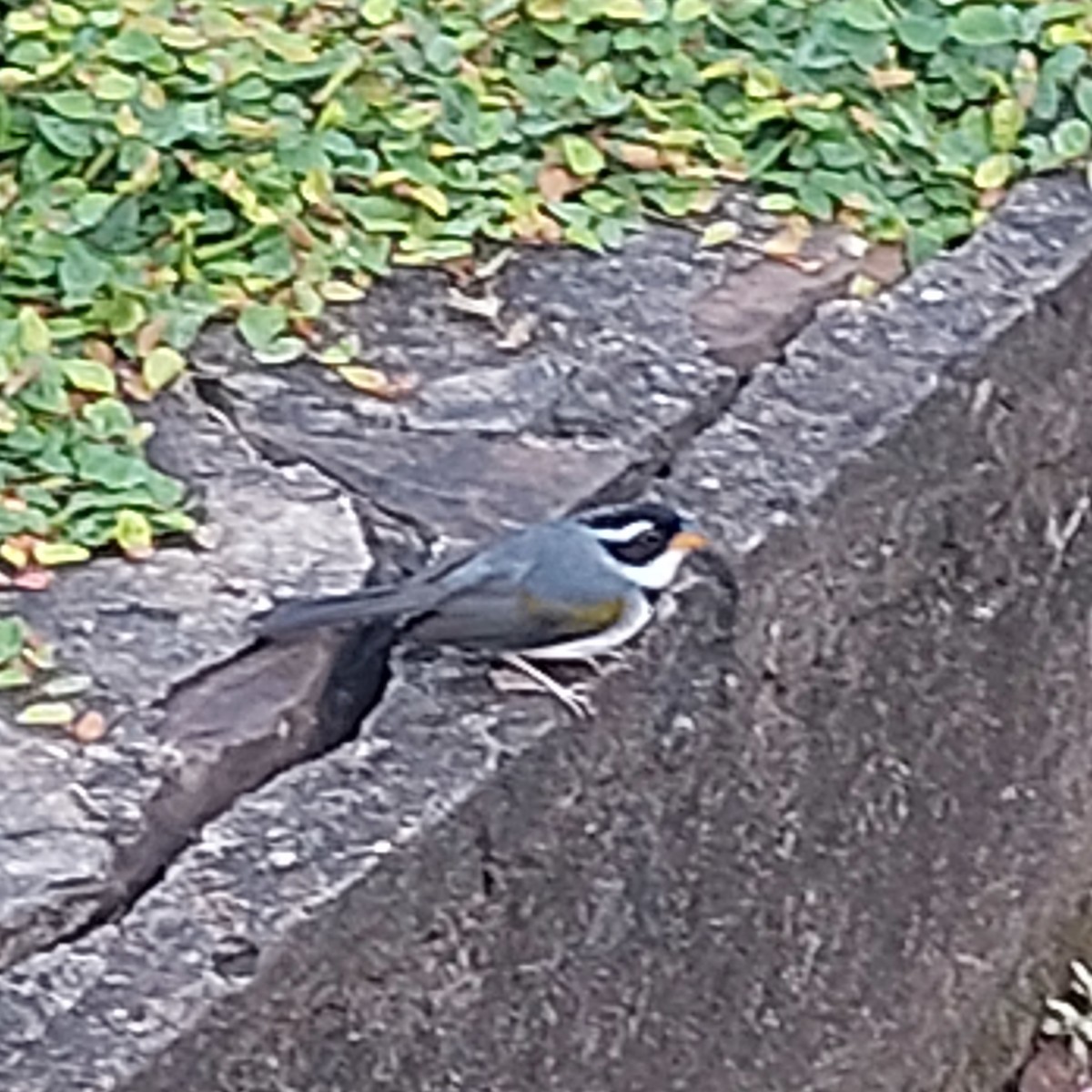 Saffron-billed Sparrow (Gray-backed) - ML610894960
