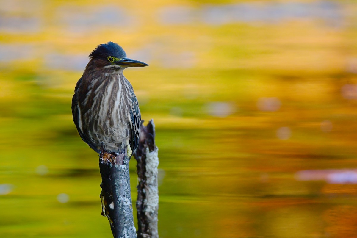 Green Heron - ML610894981