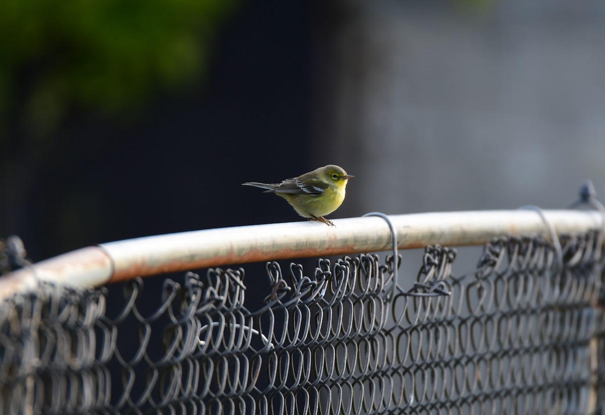 Pine Warbler - ML610895042