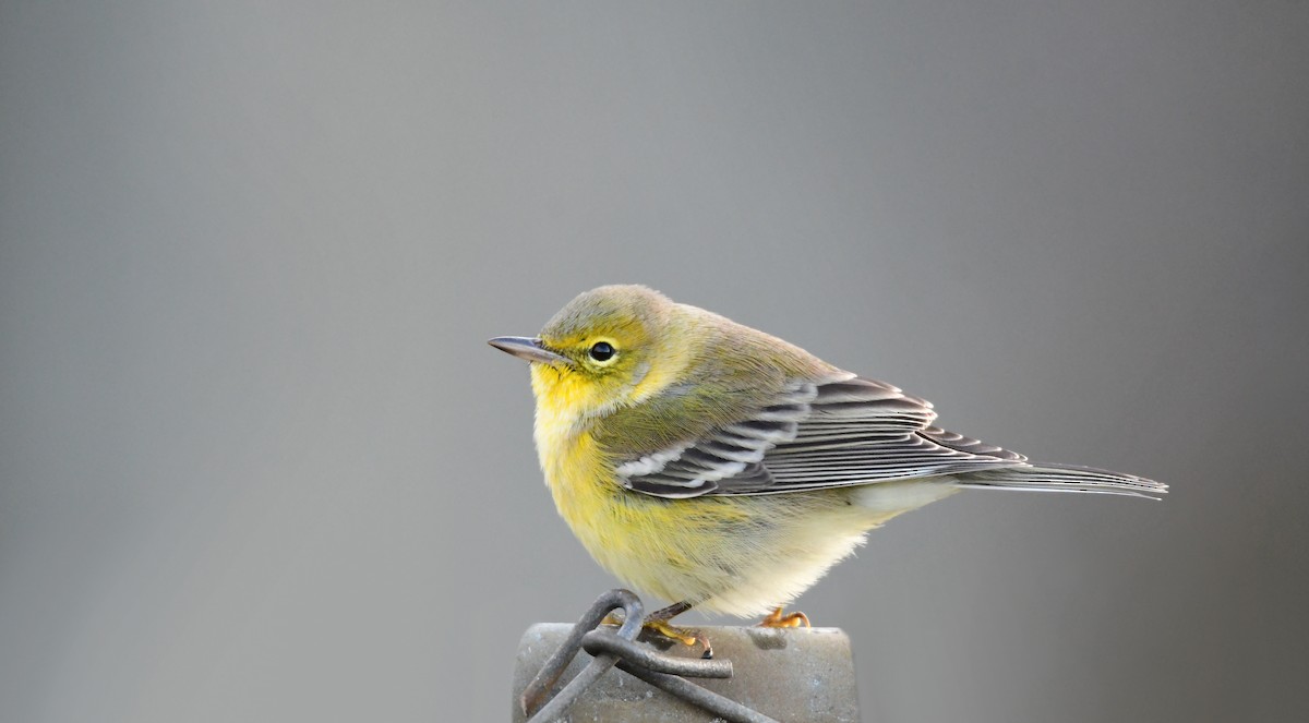 Pine Warbler - Chaiby Leiman