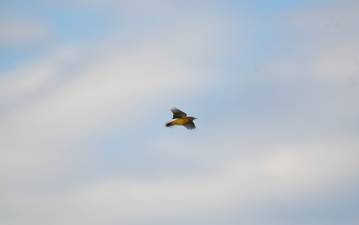 Eastern Meadowlark - ML610895048