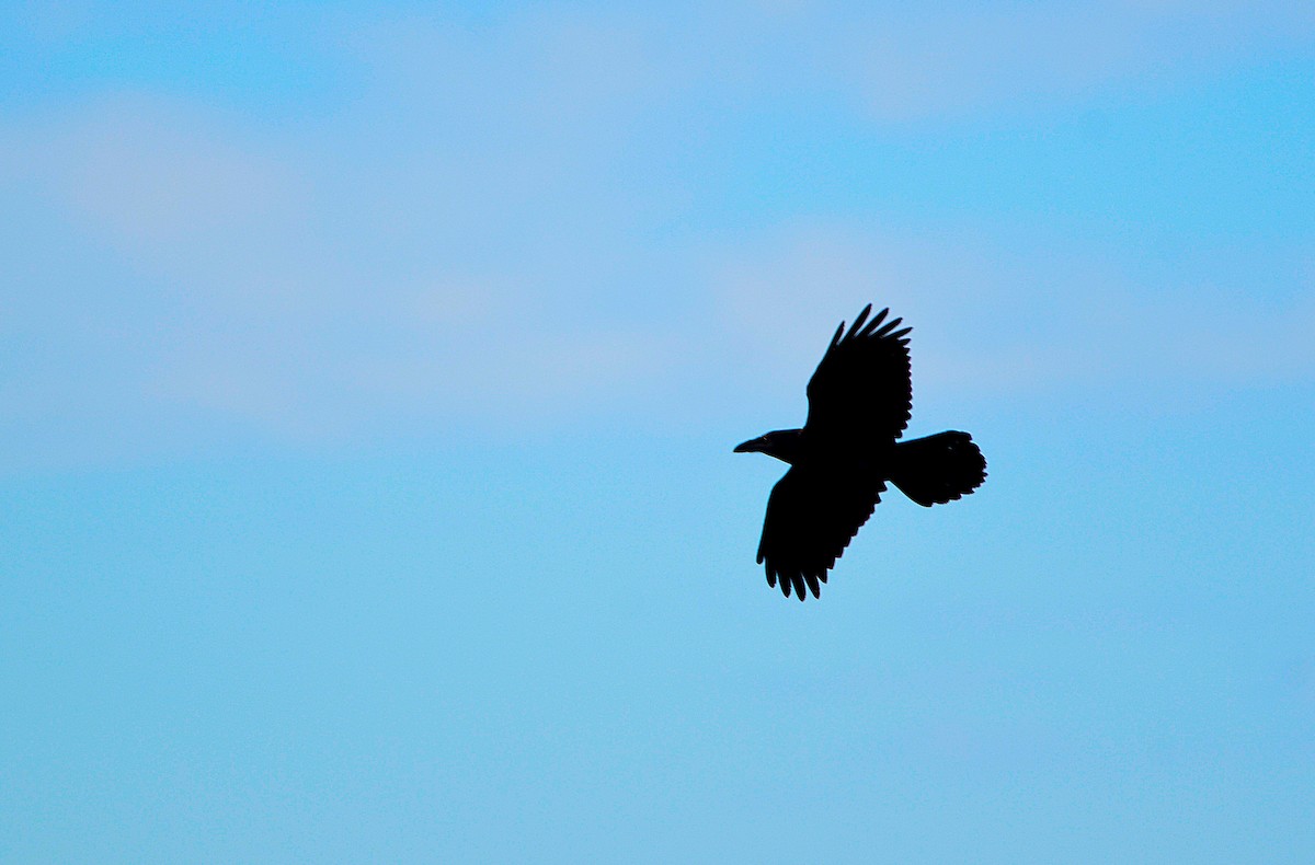 Common Raven - Chaiby Leiman