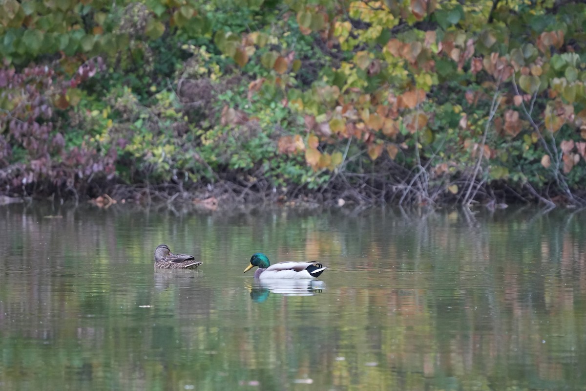 Canard colvert - ML610895078