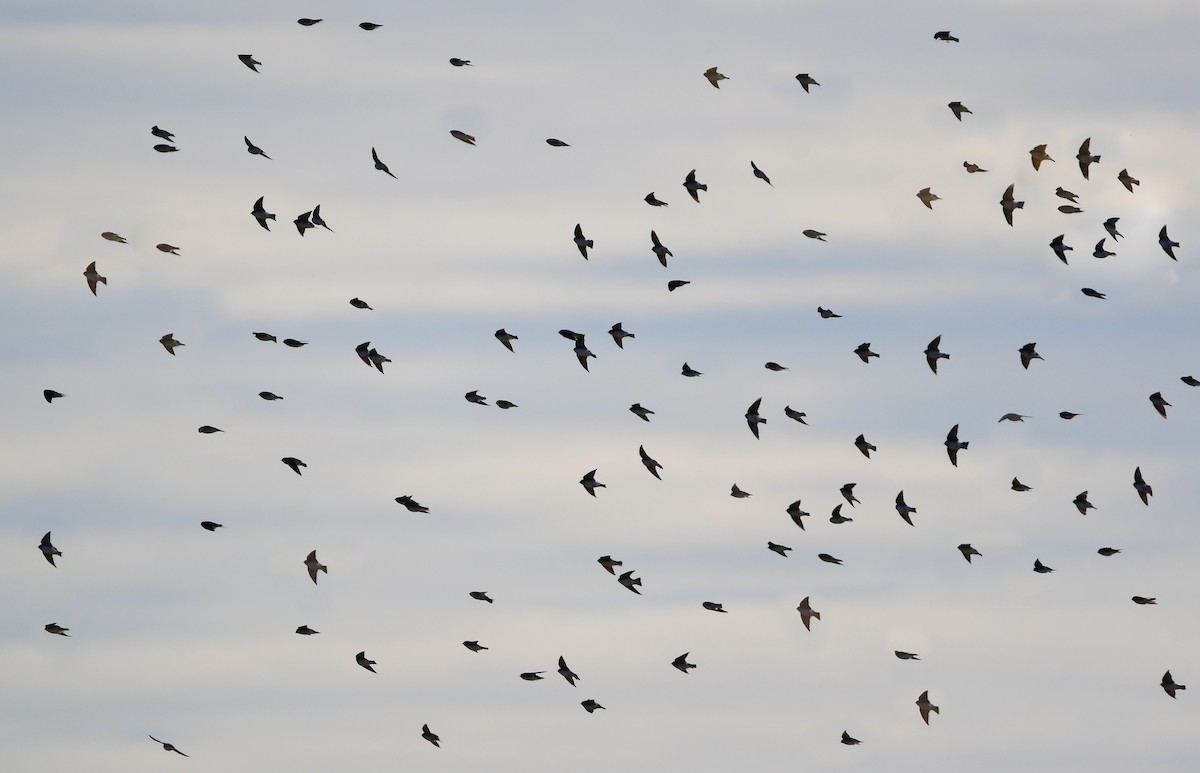 Tree Swallow - ML610895085