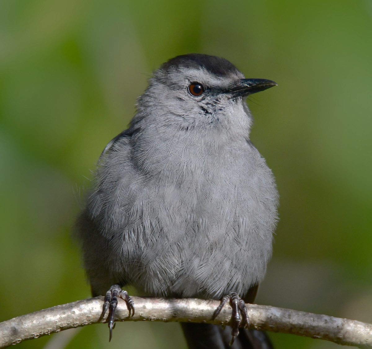 Gray Catbird - Chaiby Leiman