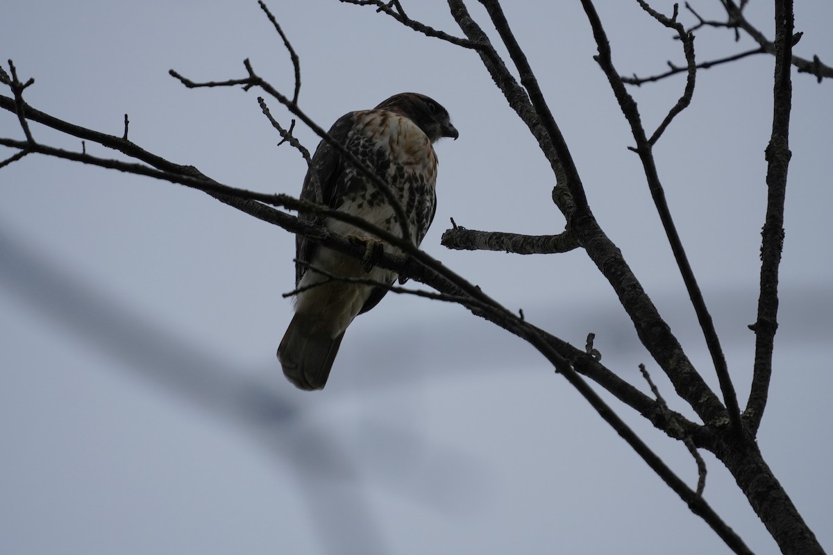 Red-tailed Hawk - ML610895112
