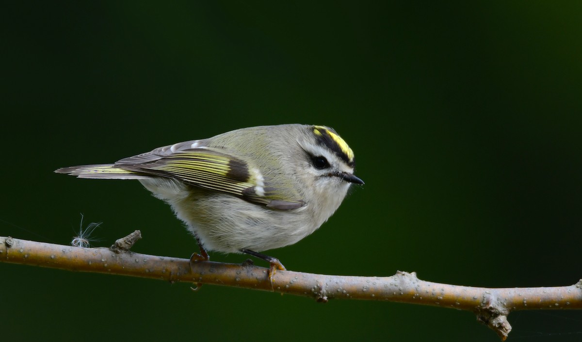 Golden-crowned Kinglet - ML610895136