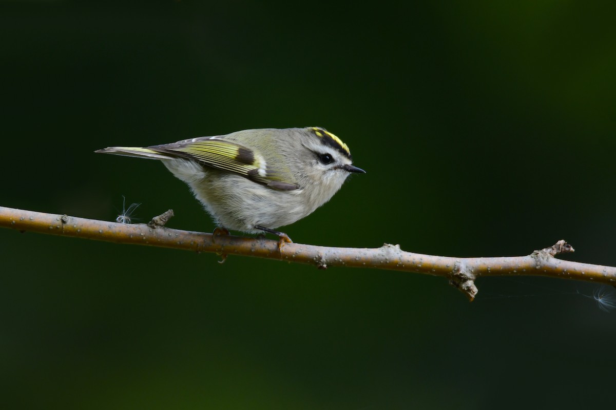 Golden-crowned Kinglet - ML610895138