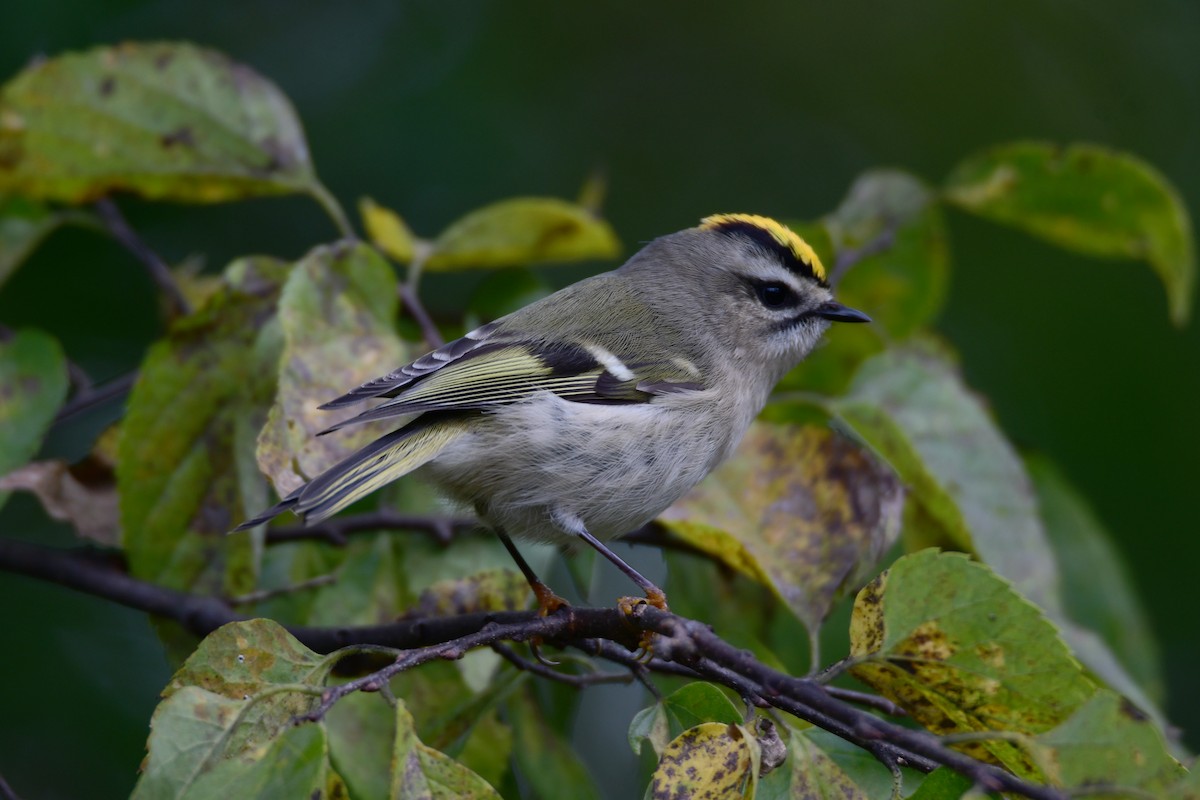 Golden-crowned Kinglet - Chaiby Leiman