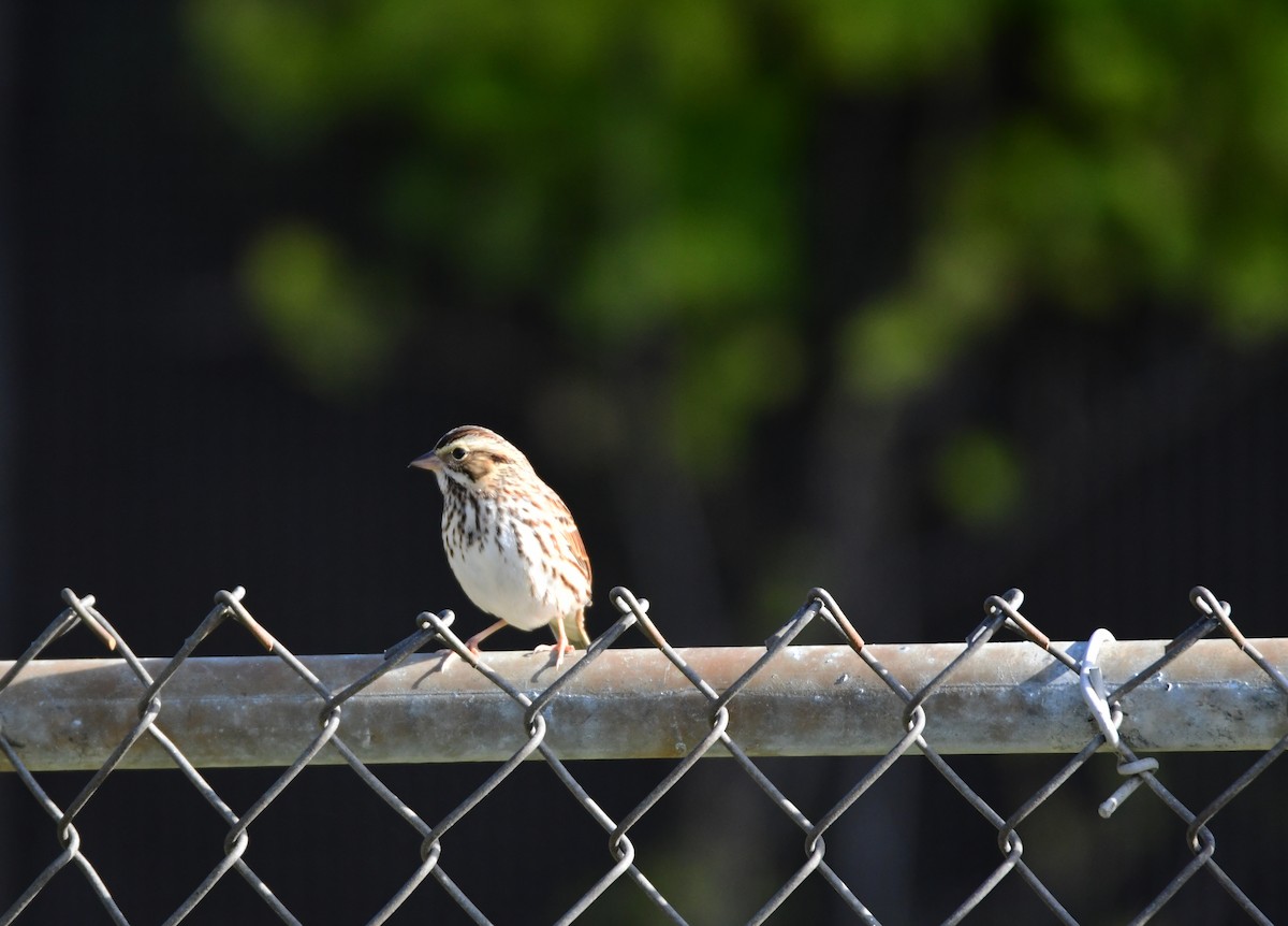 Savannah Sparrow - ML610895151