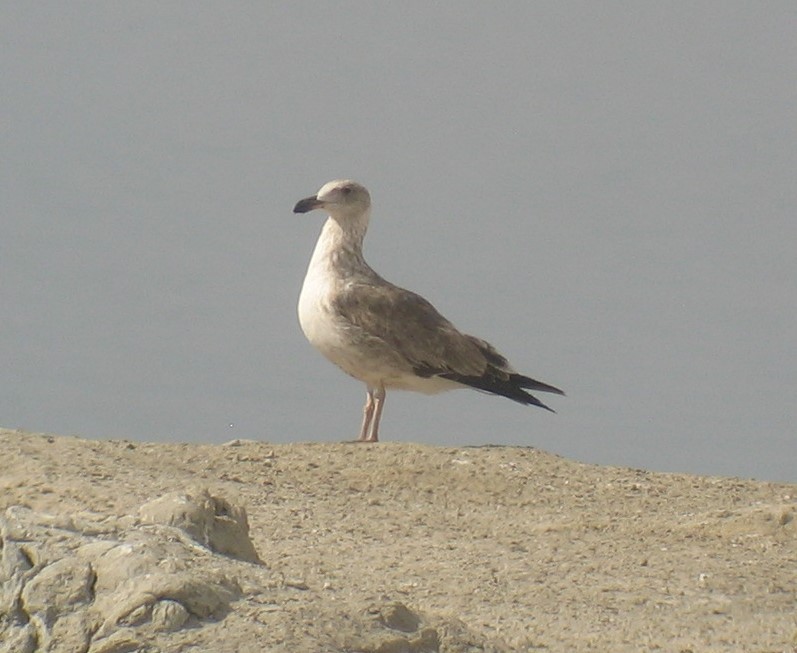 Yellow-footed Gull - ML610895228