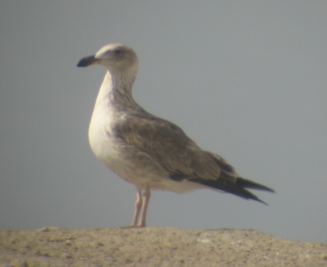 Yellow-footed Gull - ML610895229