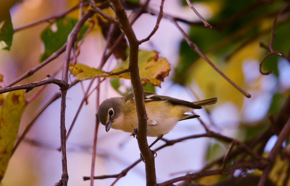 Blue-headed Vireo - ML610895260