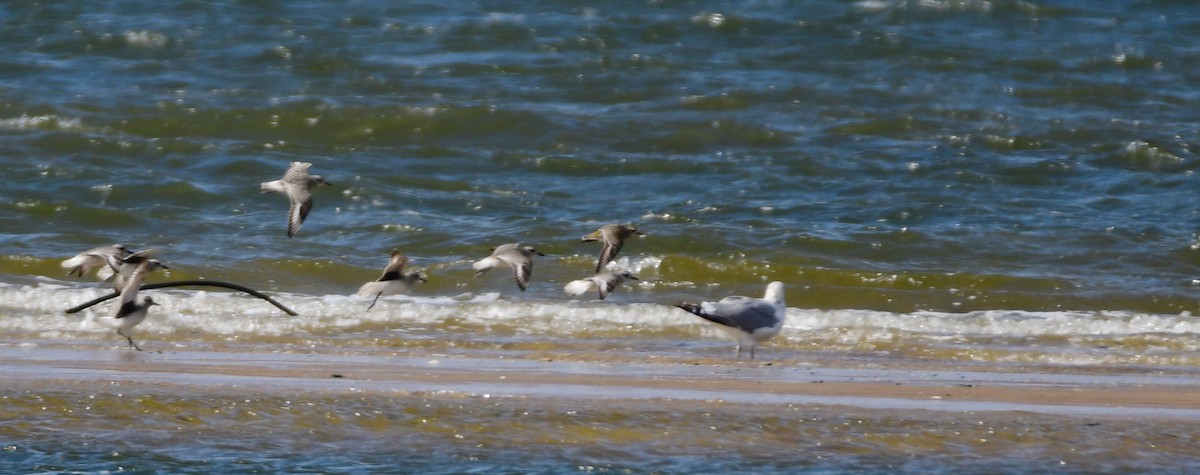 American Golden-Plover - ML610895323