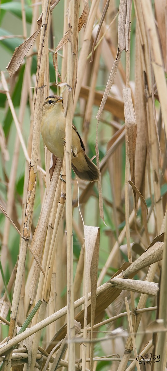 Black-browed Reed Warbler - Xingyu Li