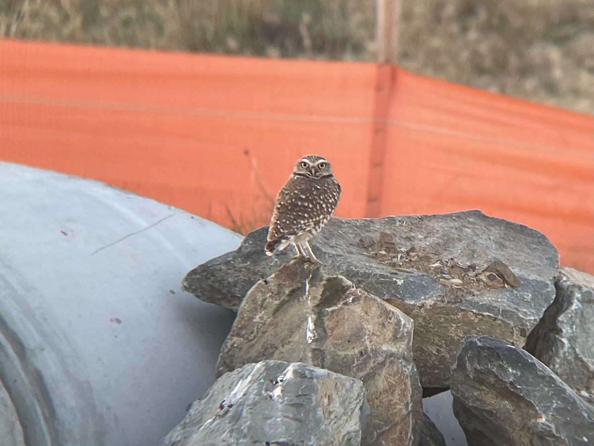 Burrowing Owl - Dena  Elimelech