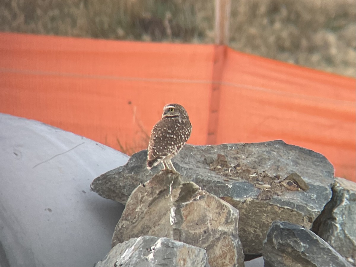 Burrowing Owl - Dena  Elimelech