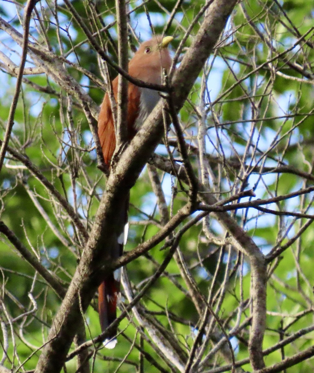 Squirrel Cuckoo - Debbie van Zyl