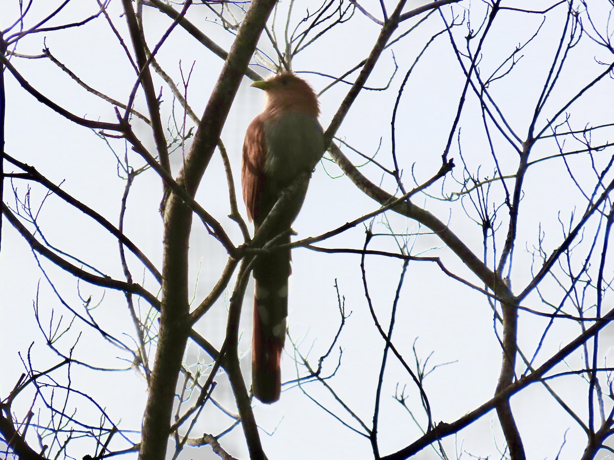 Squirrel Cuckoo - Debbie van Zyl