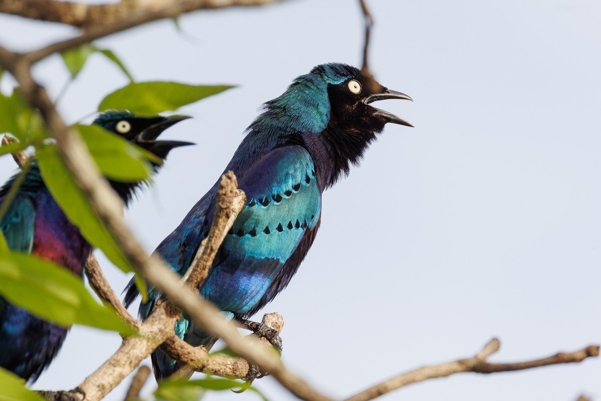 Splendid Starling - ML610895766