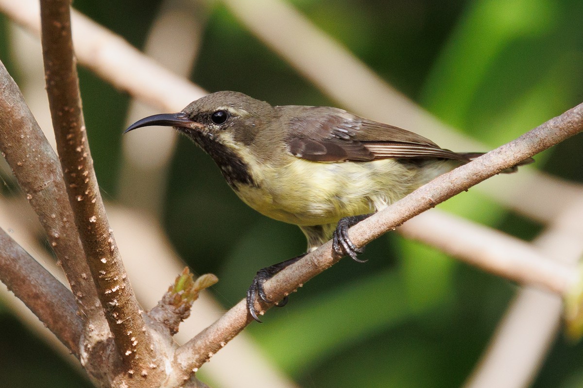 Beautiful Sunbird - Antonio Xeira