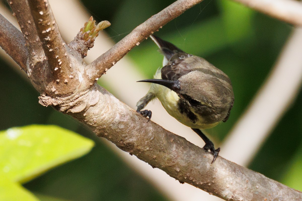 Beautiful Sunbird - ML610895872