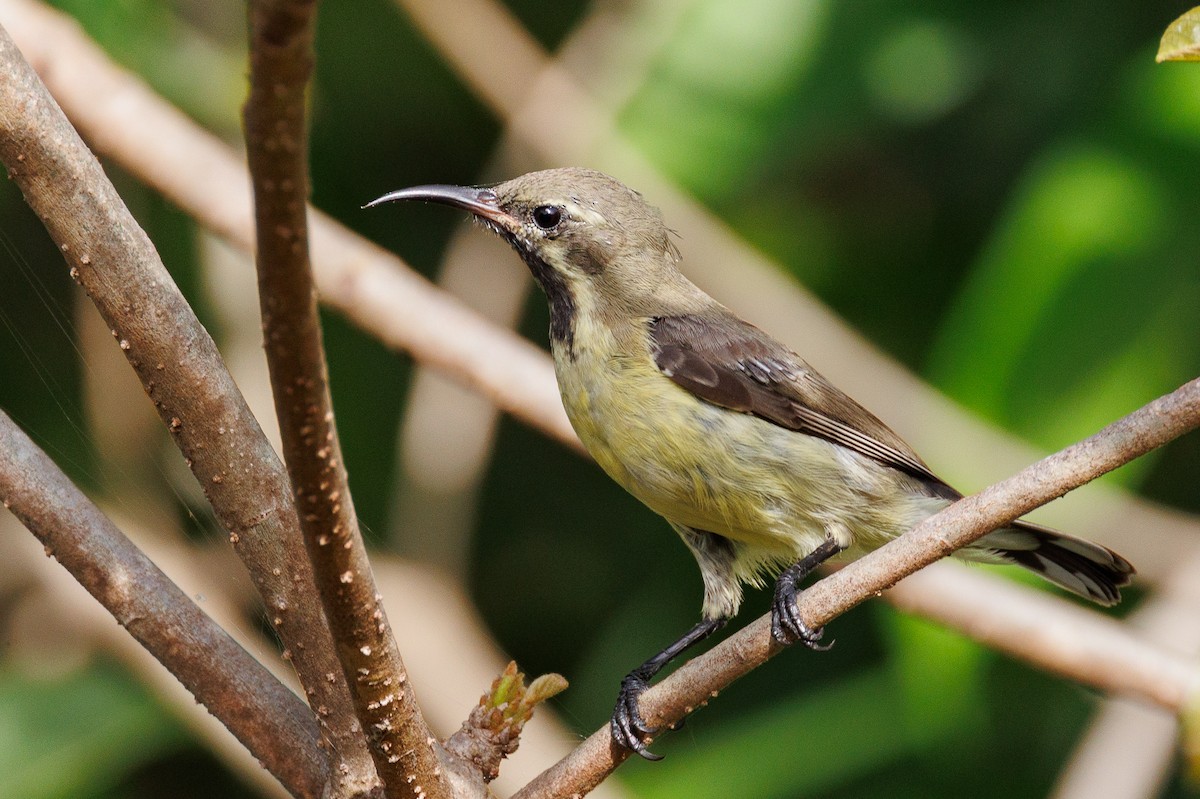 Elfennektarvogel - ML610895874