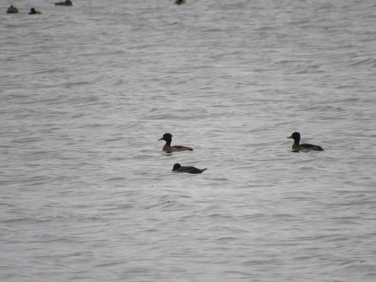 Tufted Duck - ML610895884