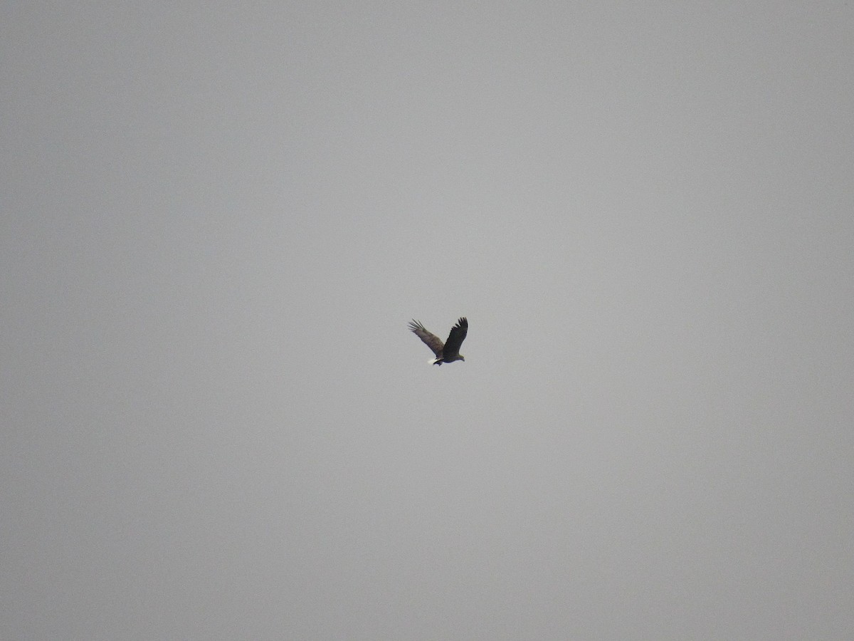 White-tailed Eagle - ML610895915