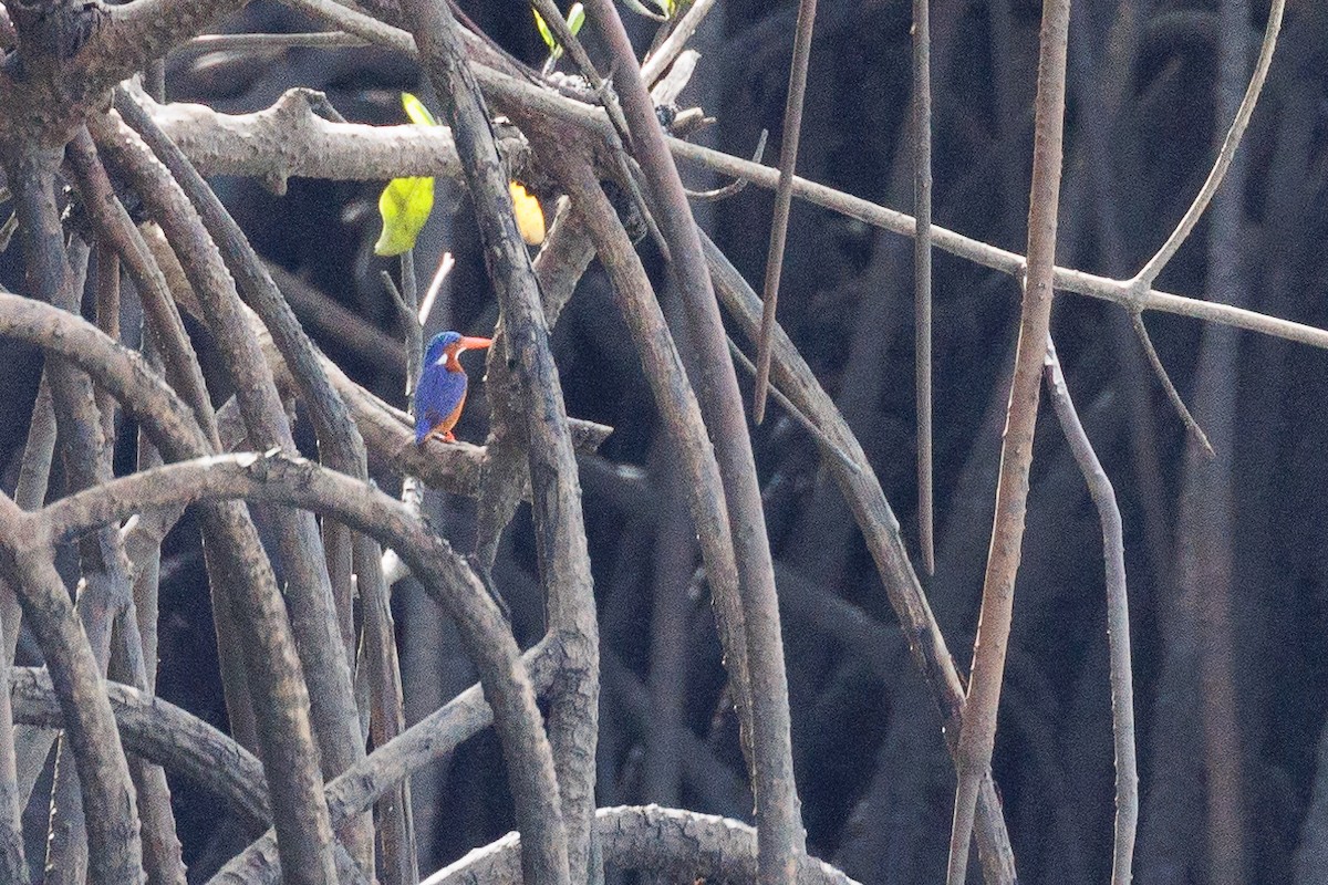 Malachite Kingfisher - Antonio Xeira