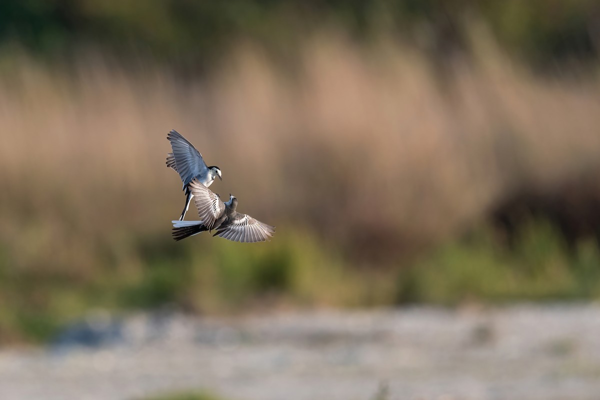 White Wagtail - ML610896150