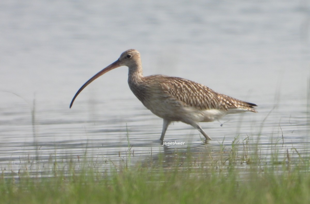 Eurasian Curlew - ML610896228