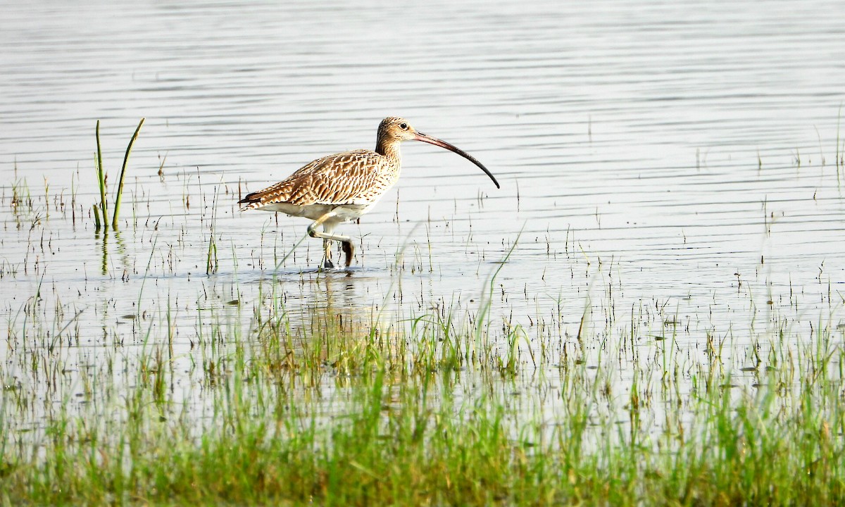 Eurasian Curlew - ML610896229